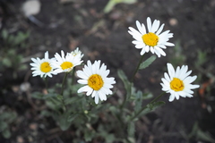 Leucanthemum