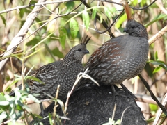 Callipepla douglasii