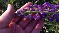 Lupinus polyphyllus