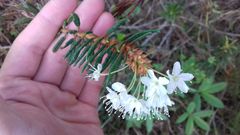 Rhododendron tomentosum