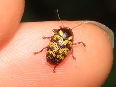 Cryptocephalus irroratus