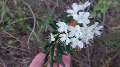 Rhododendron tomentosum