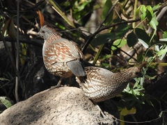 Callipepla douglasii