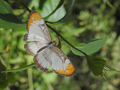 Mestra hersilia apicalis