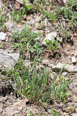Astragalus miser oblongifolius