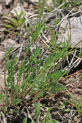 Astragalus miser oblongifolius