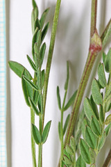 Astragalus miser oblongifolius