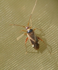 Adelphocoris reichelii