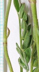 Astragalus miser oblongifolius