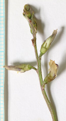 Astragalus miser oblongifolius