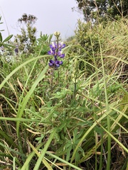 Lupinus mutabilis