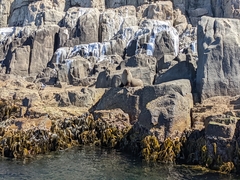 Arctocephalus pusillus