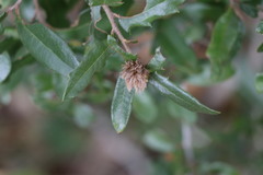 Andricus quercusfoliatus