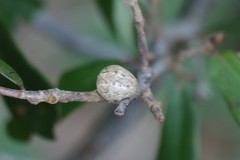 Allokermes cueroensis