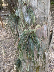 Vittaria lineata image