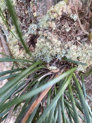 Vittaria lineata image