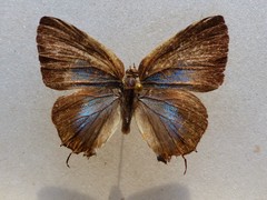 Michaelus phoenissa