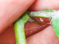 Scymnobius galapagoensis