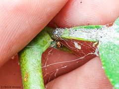 Scymnobius galapagoensis