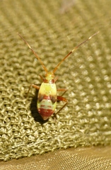 Adelphocoris reichelii