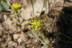 Alyssum umbellatum