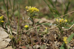 Alyssum umbellatum