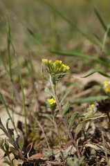 Alyssum umbellatum