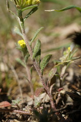 Alyssum umbellatum