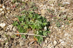 Potentilla inclinata