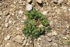 Potentilla inclinata