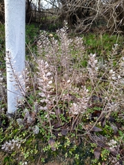 Lepidium perfoliatum