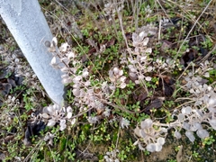 Lepidium perfoliatum