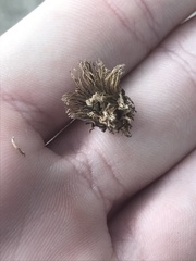 Andricus quercusfoliatus