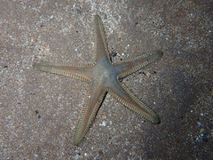 Astropecten platyacanthus