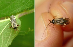 Adelphocoris reichelii
