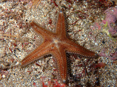 Astropecten spinulosus