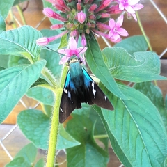 Astraptes fulgerator fulgerator