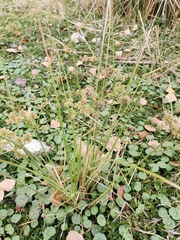 Cyperus elegans