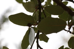 Andricus quercusfoliatus