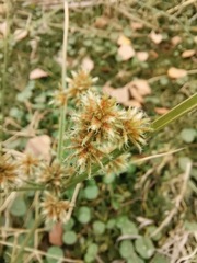 Cyperus elegans