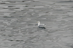 Larus argentatus
