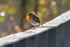 Erithacus rubecula