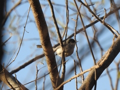 Polioptila nigriceps