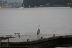 Larus argentatus