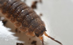 Porcellio scaber