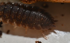 Porcellio scaber