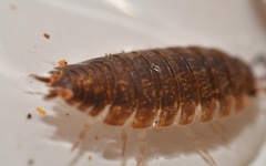 Porcellio scaber