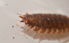 Porcellio scaber