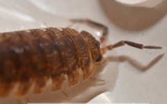 Porcellio scaber