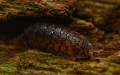 Porcellio scaber